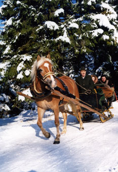Pferdeschlittenfahrt in Rottach-Egern - Einspänner